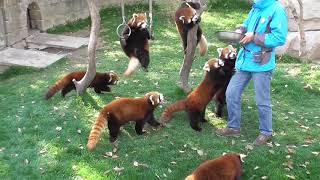 Red Panda:What's wrong with my body?