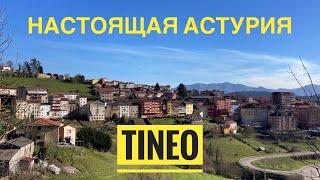 # 439 Настоящая Астурия. Tineo. Сельскохозяйственный Район Севера Испании. Asturias