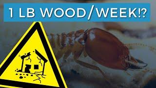 Mass Destruction: How much Wood does a Termite Colony eat per Day? (unbelievable)