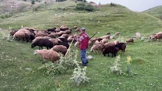 Dağlardaki Yalnız Çoban Adem'in Mutlu Çobanlık Hayatı I Blgesel