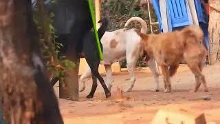 Amazing! Rural Speed Dog meeting Fall in Love In Village