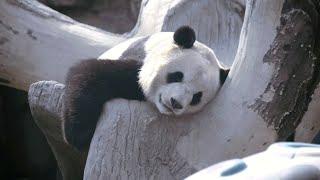 Adorable! Watch this panda's lazy day