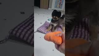문루키 #아이브 #짱원영 #music #kpop #포카챠 #ive #문구덕후 #dance #포카포장 #구독과좋아요