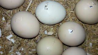 Baby Chick Hatching from Egg