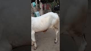 ATIKUL VLOG NEW VIDEO 2025 #cow SAKSHAR #hiphop #musicforvideo .