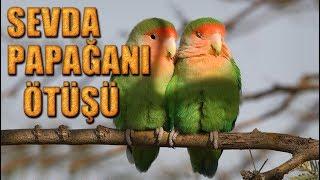 Lovebirds Singing - Sevda Papağanı Sesi