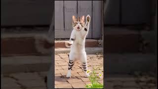 cat dance #funny #viralcat #shorts