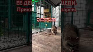 Нотку теперь никто не обидит #енот #новости #урал #животные #приют