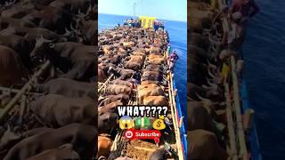  millions of cows on the high seas