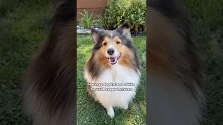 Sassy Lassie  #dog #sheltie