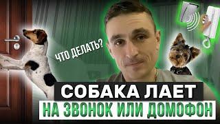 Собака лает на звонок или домофон, что делать?