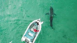 Great White Shark Attacks Boat in Australia - Original Footage