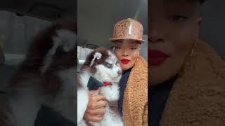 Introduction to my Pomsky "Koda" love my dog!
