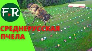 Среднерусская пчела. Злобливая, но трудолюбивая! Пчеловод Сиразиев Фаниль. Республика Татарстан.