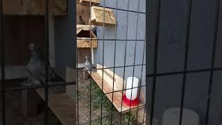 Uzbek pigeons