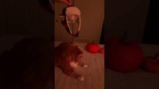 # Pumkin CAT!️