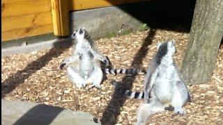 Animals Funny Lemur Sunbathing Животные Смешные Лемуры Загорают