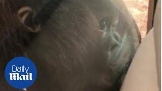 Baby orangutan kisses pregnant woman's bump through glass at zoo