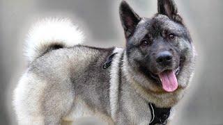 A Norwegian Elkhound Has An Unhealthy Obsession With Pancakes