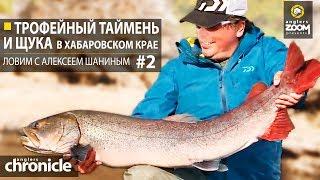 Трофейный таймень и щука в Хабаровском крае. Ловим с Алексеем Шаниным. Часть 2. Anglers Chronicle