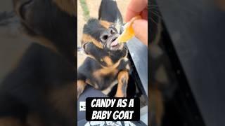 Candy As A Baby Goat #goats #goat #babygoats #shorts #pets #animals