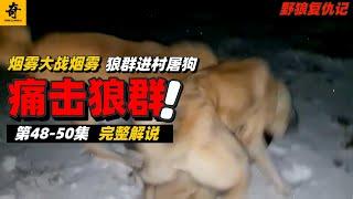 大型紀錄片【野狼復仇記】第六季48-50集，犬王烟霧領導權之戰，狼群進村喫驢屠狗，戰犬深夜痛擊狼群#坎高犬#狼#牧羊犬#狗#狼群