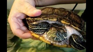 Tame And Pet a Pet Turtle | How To Guide