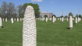 Dublin's Amazing Cornfield