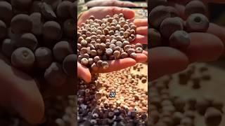 Фрукт КАК ПОПКОРН #добыча #производство #китай #ферма #фермер