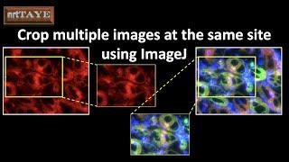 Crop multiple images at the same site using ImageJ