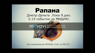 Русская Рыбалка 3.99 !! Рапана-наживка !!