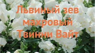 Львиный зев махровый Вайт (antirrhinum twinny white)  обзор: как сажать, семена львиного зева Вайт