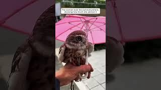 #hibou