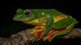 Malabar Gliding Frog - Life cycle