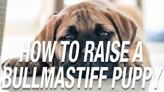 HOW TO RAISE A BULLMASTIFF PUPPY