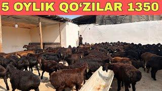 TOZA KASHTAN QO‘ZILARI 1200 DAN BO‘LIP KETTI