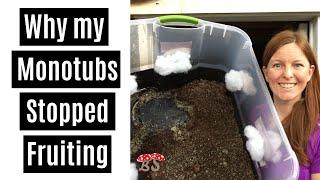 Why My Monotubs Stopped Fruiting & Contamination