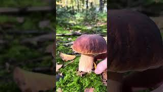 Boletus edulis #jesenji vrganj #forest #fungi #jelena #foraging #nature#porcini