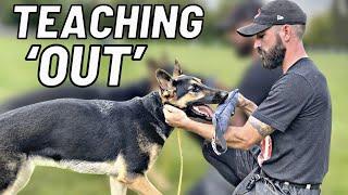 HOW TO Teach The 'OUT' COMMAND! Very FIRST Session!