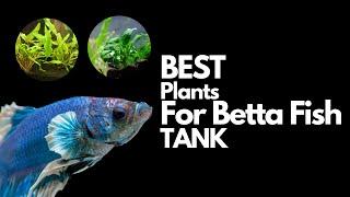 11 of The Best Plants for Betta fish (with STATS)