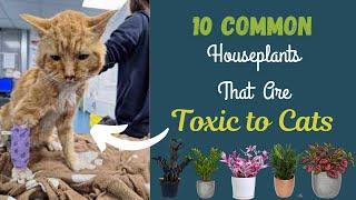 10 Common Houseplants That Are Toxic to Cats #houseplants #kitchengardening #viral #gardening