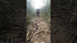 A happy dog enjoying summer nights #happydog #daschhund #rottweiler