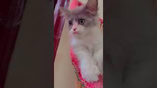 #cute #cat #love #status #shorts #views #viralvideo #trending #youtubeshorts