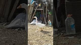 General goose