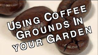 Used Coffee Grounds How to Use Them to Enhance and Fertilize Your Garden Soil for FREE