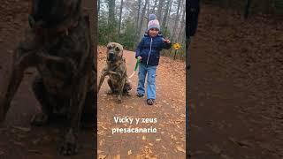 Sangrepura.cna.bulls  #pocketbully #puppy #pocketsizebully #americanbully #puppy  #sangrepura_zeus