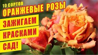 ОРАНЖЕВЫЕ РОЗЫ. ЗАЖИГАЕМ КРАСКАМИ САД! ORANGE ROSES. IGNITE THE GARDEN WITH COLOR!