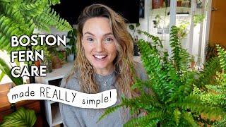 How To Stop Killing Your Boston Fern  EASY Tips To Make Your Ferns THRIVE!