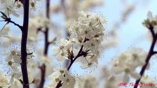 HD Beautiful Nature Journey all around the world with relaxing Music #1