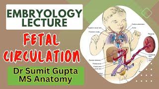 Fetal (Foetal) Circulation & Changes after birth : Embryology